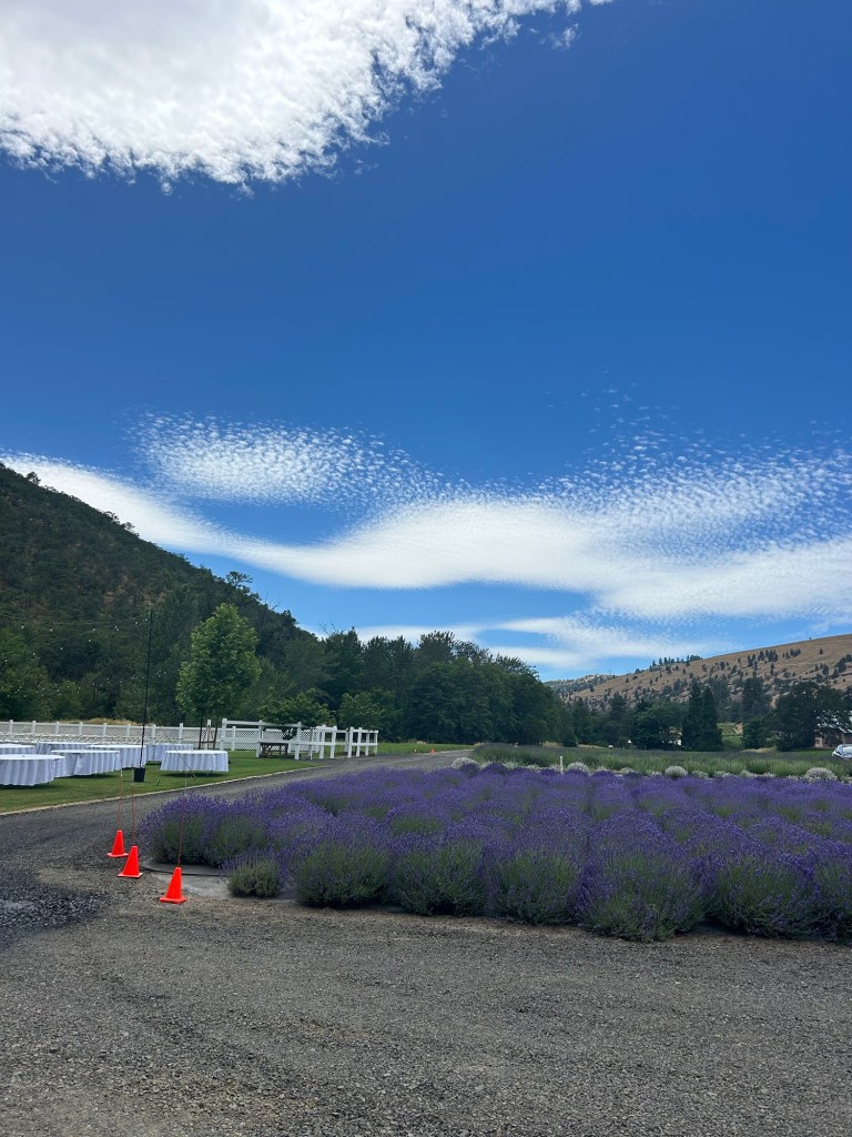 A scenic view of a lavender field under a vibrant blue sky with fluffy clouds, featuring some traffic cones and tables set up in the background, suggesting a wedding venue.